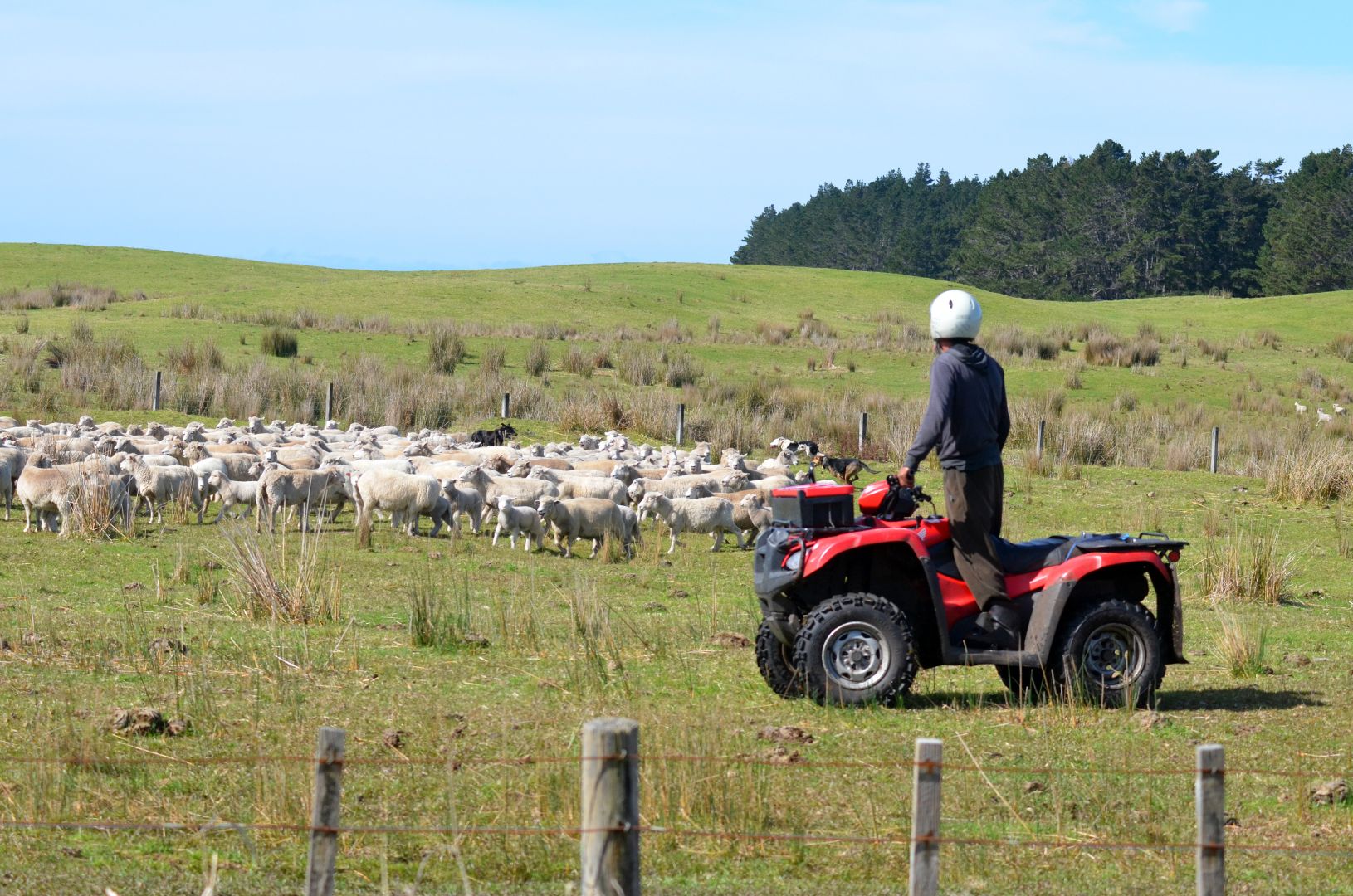 Carbon_Credit_Controversy_-_Rural_Accountants_Whakatane.jpg