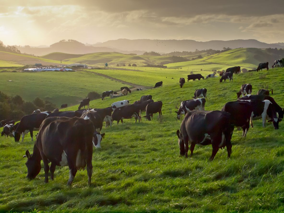 Emissions_Reduction_Plan_-_Rural_Accountants_Whakatane.jpg