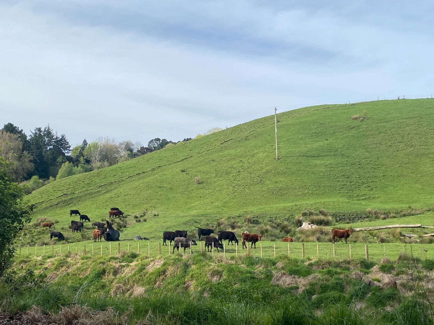 cows_field_rural_accountants.JPG