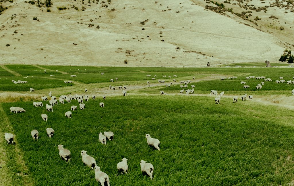 Sheep_on_Hills_resized.jpg