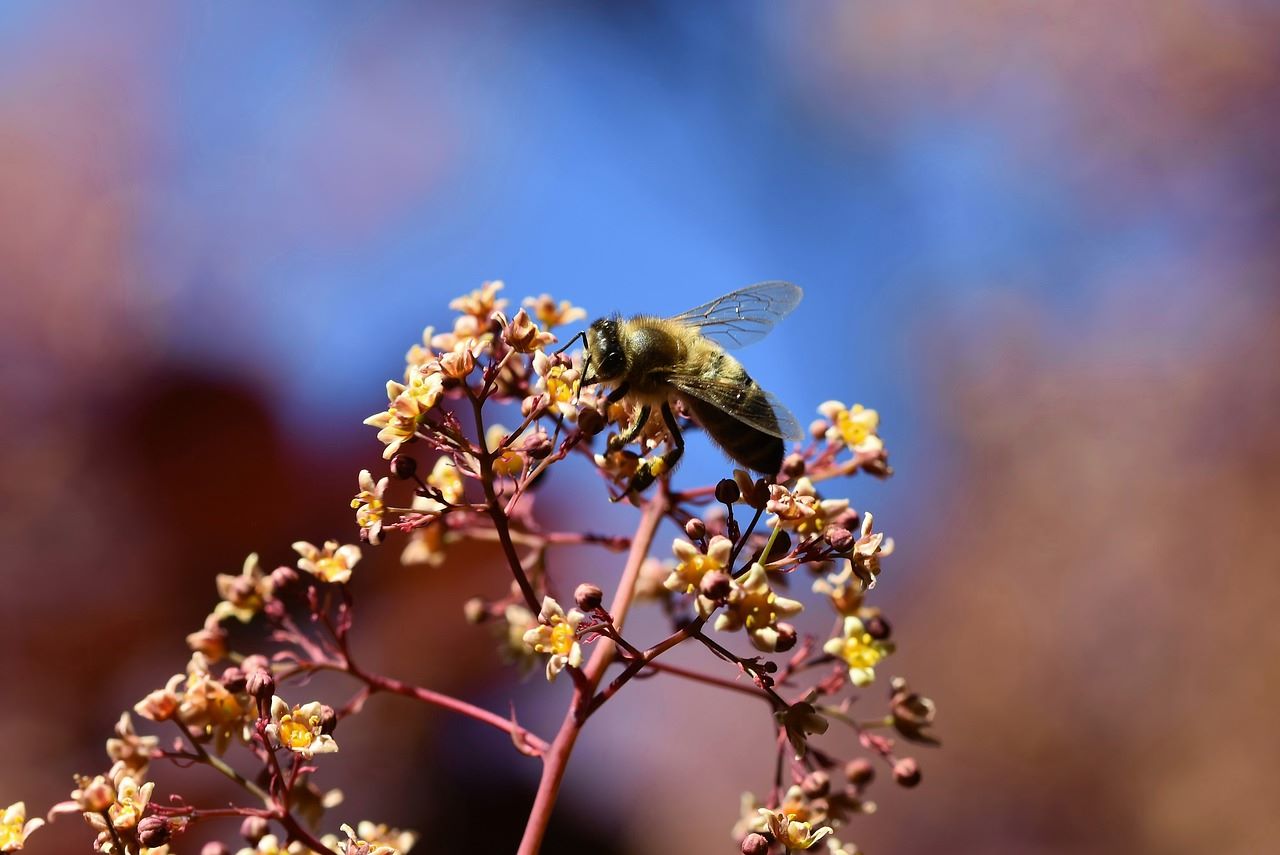 manuka_honey.jpg